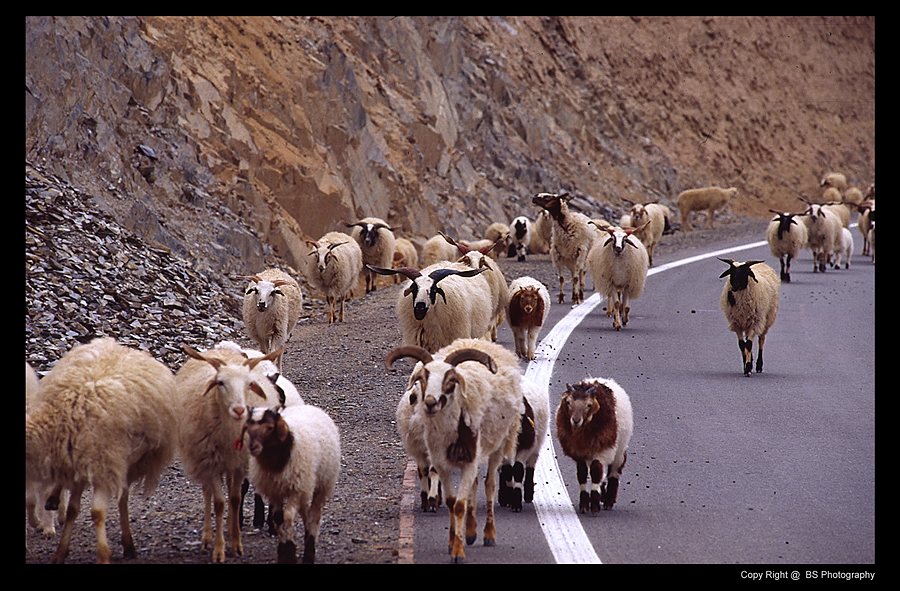 Goats, Qinghai Province.jpg
